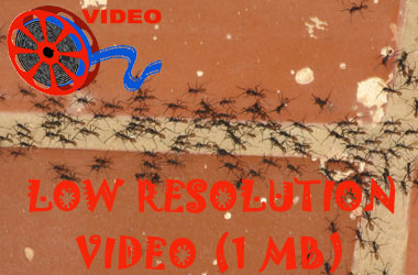Link to low resolution video of an army ant swarm on Chuck's bungalow.