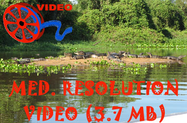 Link to medium resolution video of Pantanal Caiman  (Caiman yacare)