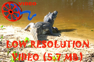 Link to high resolution video of Pantanal Caiman  (Caiman yacare)