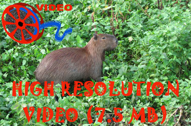 Link to high resolution video of Capybara  (Hydrochaeris hydrochaeris)