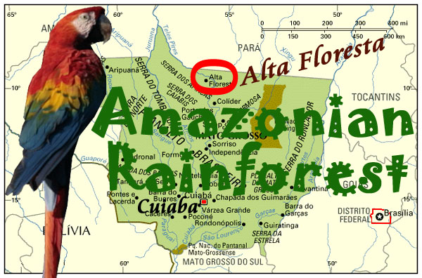 Go to Amazonian Rainforest introduction page.