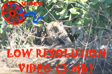 Link to high resolution video of Jaguar (Panthera onca onca)