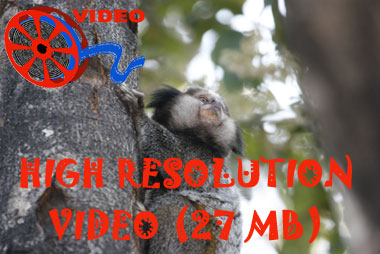 Link to high resolution video of Black Tufted-eared Marmosets (Callithrix penicillata)