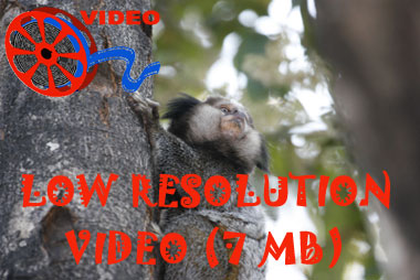 Link to low resolution video of Black Tufted-eared Marmosets (Callithrix penicillata)