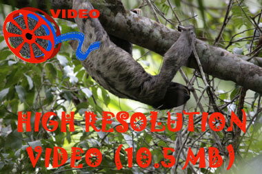 Link to high resolution video of Brown-throated Three-toed Sloth   (Bradypus variegates)