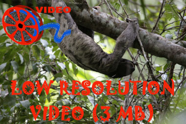Link to high resolution video of Brown-throated Three-toed Sloth   (Bradypus variegates)