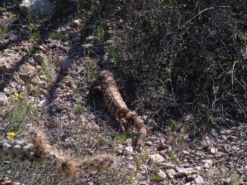 A gila monster in Organ Pipe National Monument