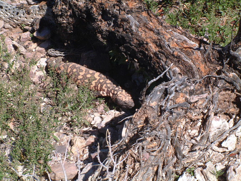 The gila monster tries for cover . . .