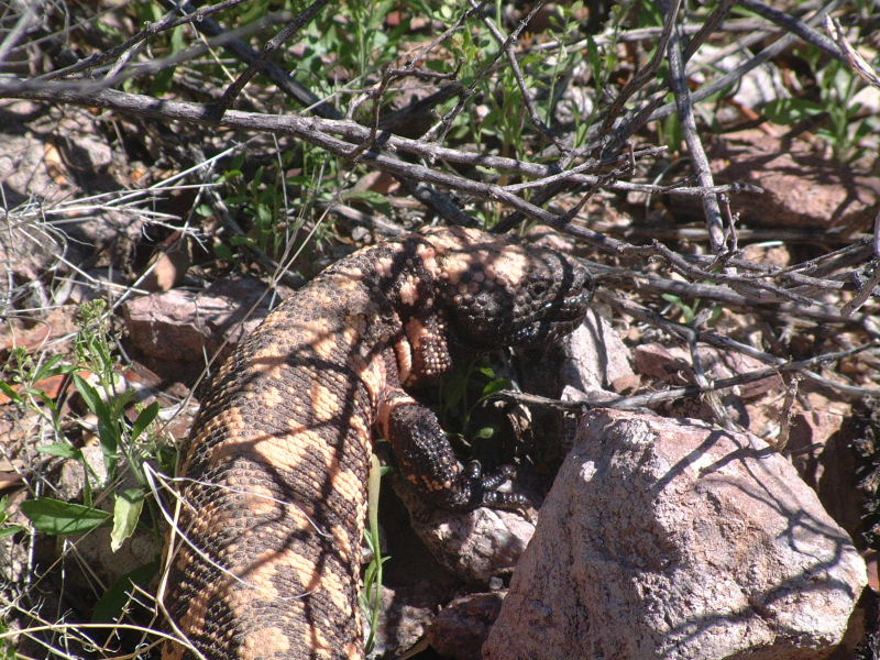 The gila monster hides in the bushes at Organ Pipe National Monument