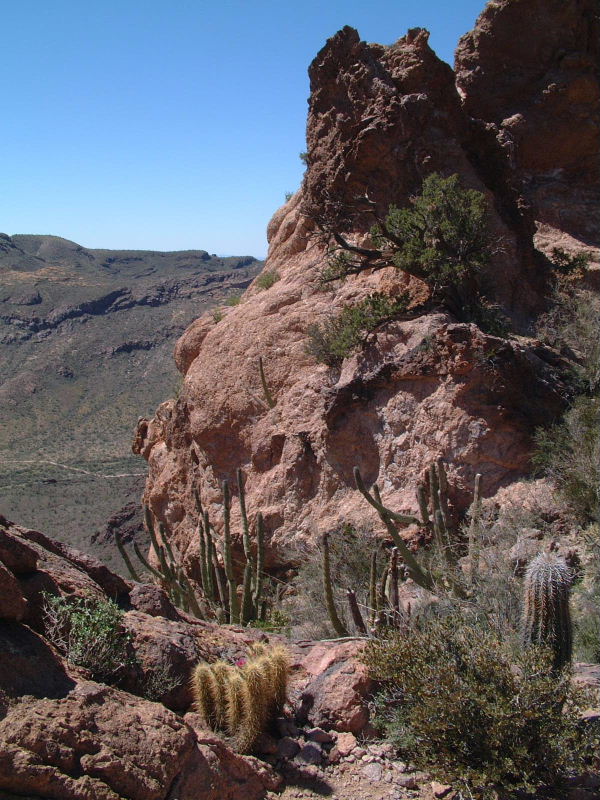 One of many beautiful views in Organ Pipe National Monument