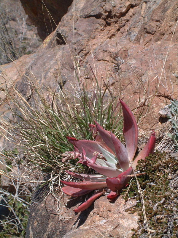 An interesting agave.