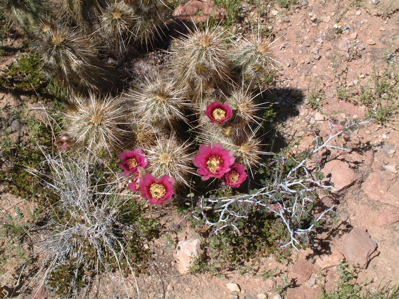 The wildflowers were beautiful!