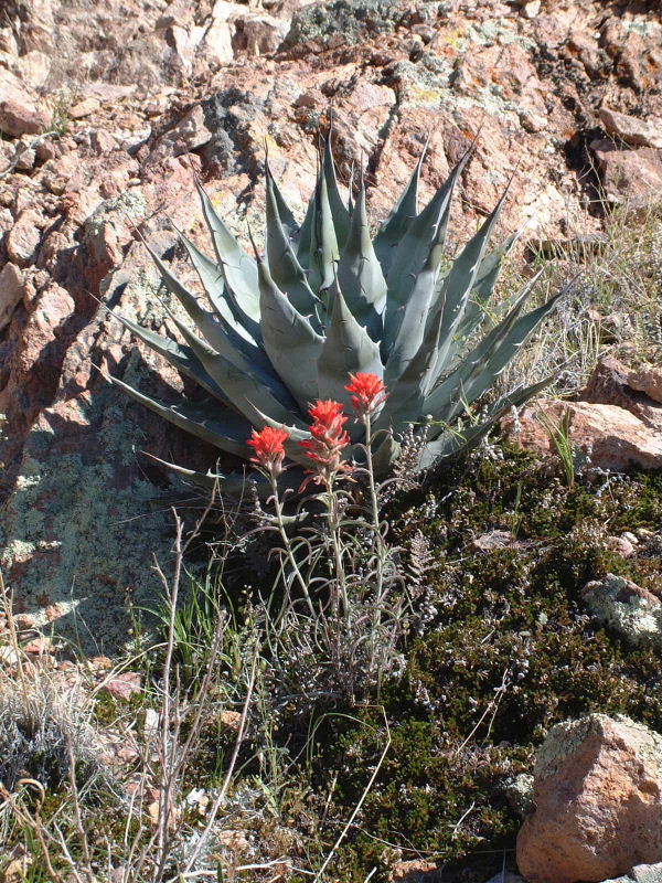 An indian paintbrush in front of an agave.