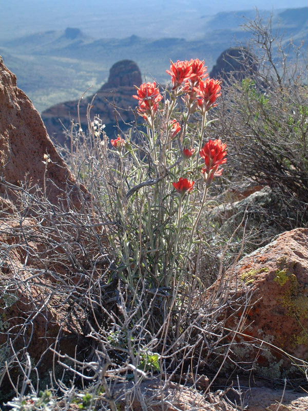 An indian paintbrush greets the morning.