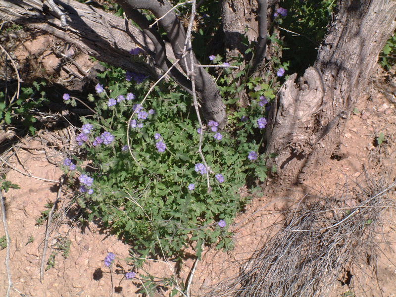 Pretty flowers in Organ Pipe National Monument