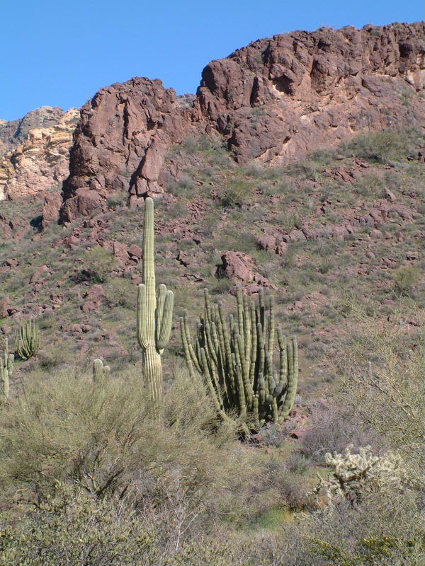 Cousins, saguaro cactus, and organ pipe cactus.