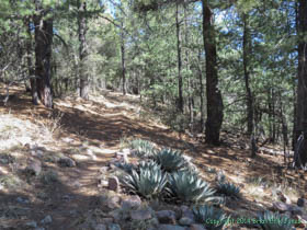 There are still some succulants even in the high country of the Huachuca Mountains.