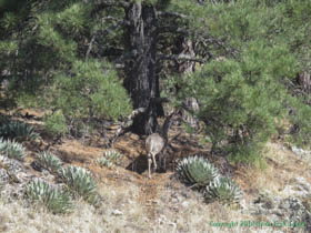 One of several Mule Deer (Odocoileus hemionus) we saw on Arizona Trail Passage 1.