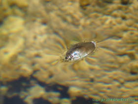 A Whirligig Beetle (Dineutus sublineatus) in a small pool on Arizona Trail Passage 1 in the Huachuca Mountains.