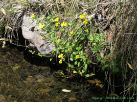 Seep Monkeyflower (Mimulus guttatus) at a small pool on Arizona Trail Passage 1 in the Huachuca Mountains.