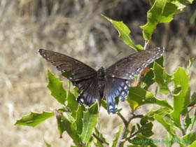 An unknown species of butterfly on Arizona Trail Passage 1.