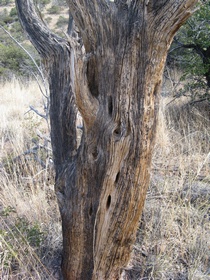 A weathered, dead juniper tree on AZT Passage 2.
