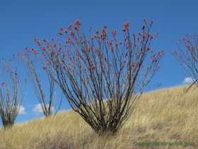 Ocotillo (Fouquieria splendens) in bloom along the trail.