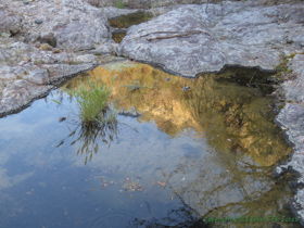 A water hole in Temporal Gulch.