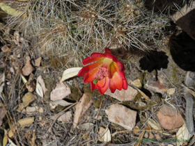 A Scarlet Hedgehog Cactus (Echinocereus coccineus) in bloom.