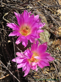 An Arizona Rainbow Cactus (Echinocereus rigidissimus) in bloom.