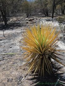 A yucca struggling to survive after a wildfire.