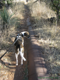 Bessie inspects an old pipeline on AZT Passage 5.