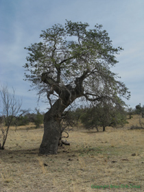 An old oak tree along AZT Passage 5.