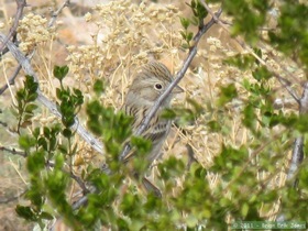 A Brewer's sparrow on Passage 7 of the Arizona Trail