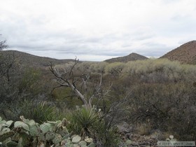 A nice riparian area along Posta Quemada Wash while hiking the Arizona Trail, Passage 8