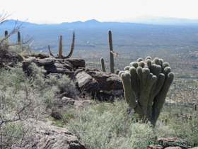 An interesting mutant Saguaro Cactus (Carnegiea gigantea).
