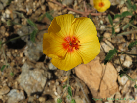 An Arizona Poppy (Kallstroemia grandiflora) on Arizona Trail Passage 9.