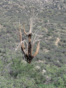 A crazy-haired dead Saguaro on Arizona Trail Passage 9.