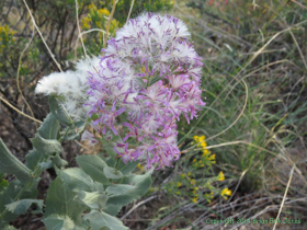 An unknown wildflower on Arizona Trail Passage 9.