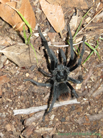 A tarantula at Grass Shack Campground.