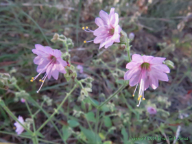A wildflower near Grass Shack Campground.