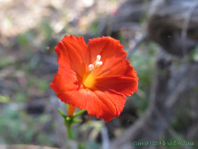 A blooming Trans-Pecos Morning-glory (Ipomoea cristulata) near Grass Shack Campground.