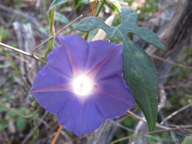A blooming Ivyleaf Morning-glory (Ipomoea hederacea) near Grass Shack Campground.