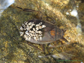 A male Giant Water Bug (Lethocerus americanus) carrying eggs on it's back, most of which have hatched.