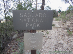 The northern Saguaro National Park boundary.