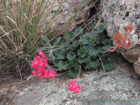 Coralbells (Heuchera sanguinea) in bloom on the north side of the Rincon Mountains.
