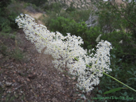 An unknown flower on the north side of the Rincon Mountains.