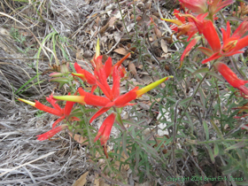 Santa Catalina Indian Paintbrush (Castilleja tenuiflora).