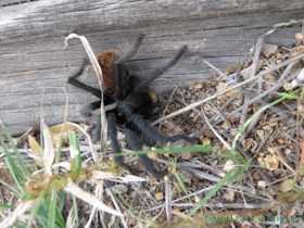 A tarantula in the Rincon Mountains.