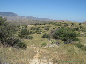 Hiking in the gap between the Rincon Mountains and the Santa Catalina Mountains.
